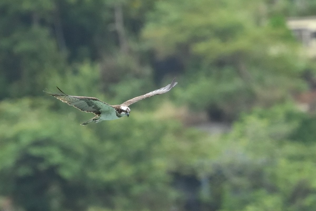 Osprey - ML644689003