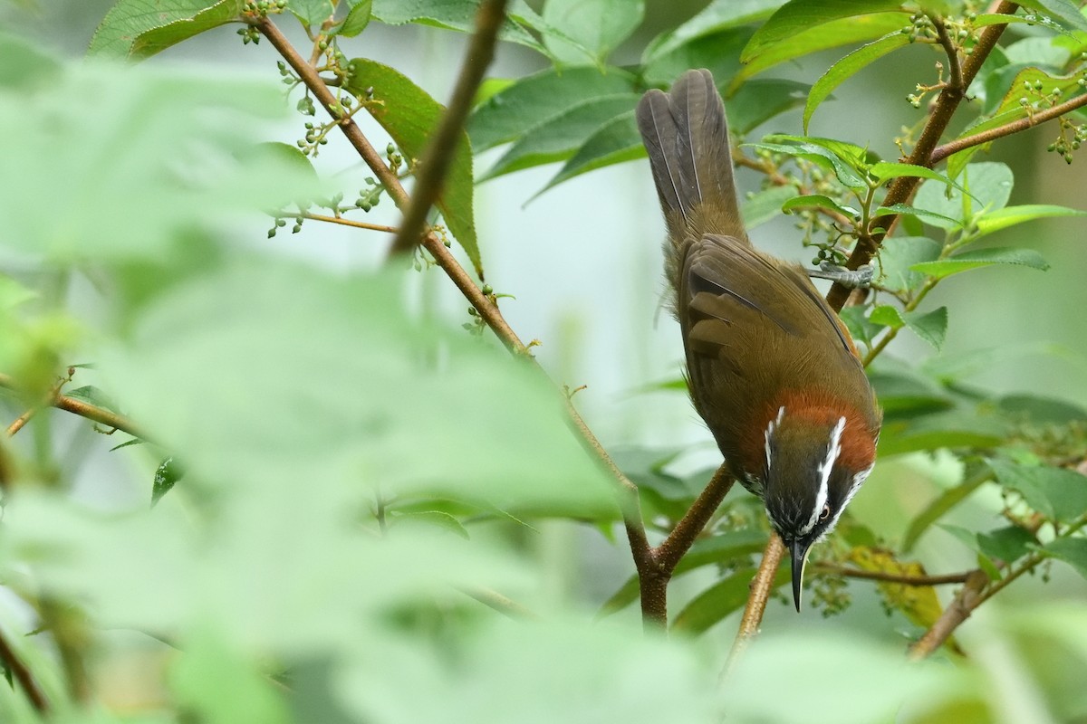 Taiwan Scimitar-Babbler - ML644689006