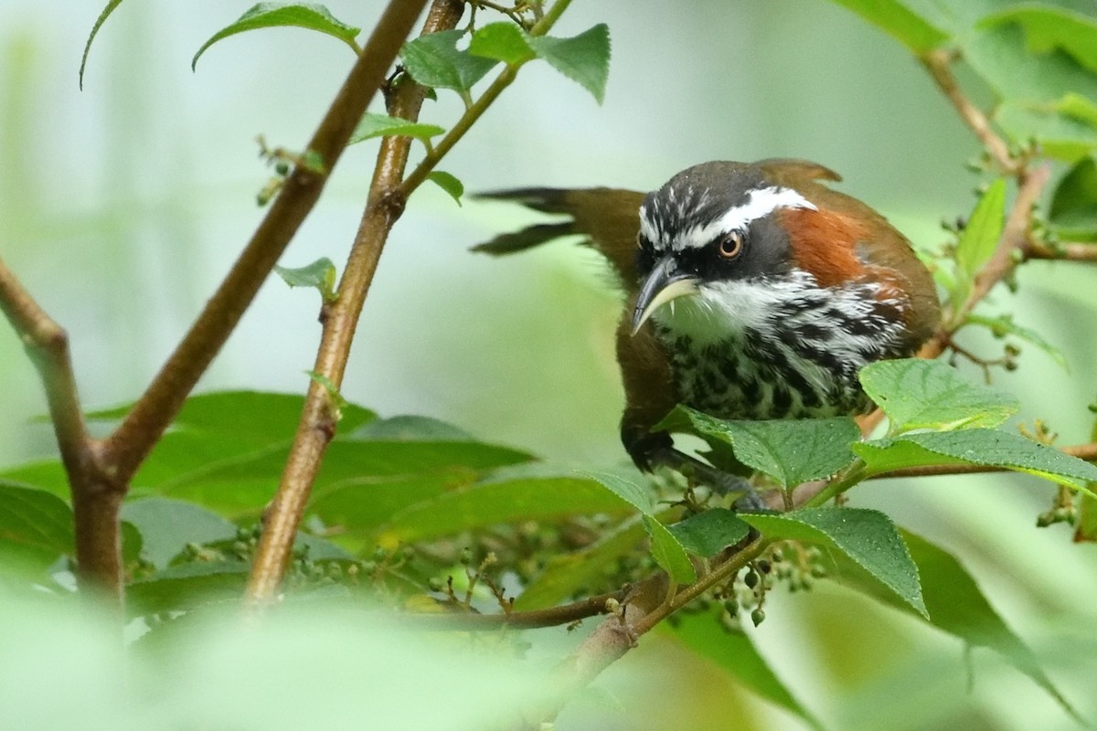 Taiwan Scimitar-Babbler - ML644689007