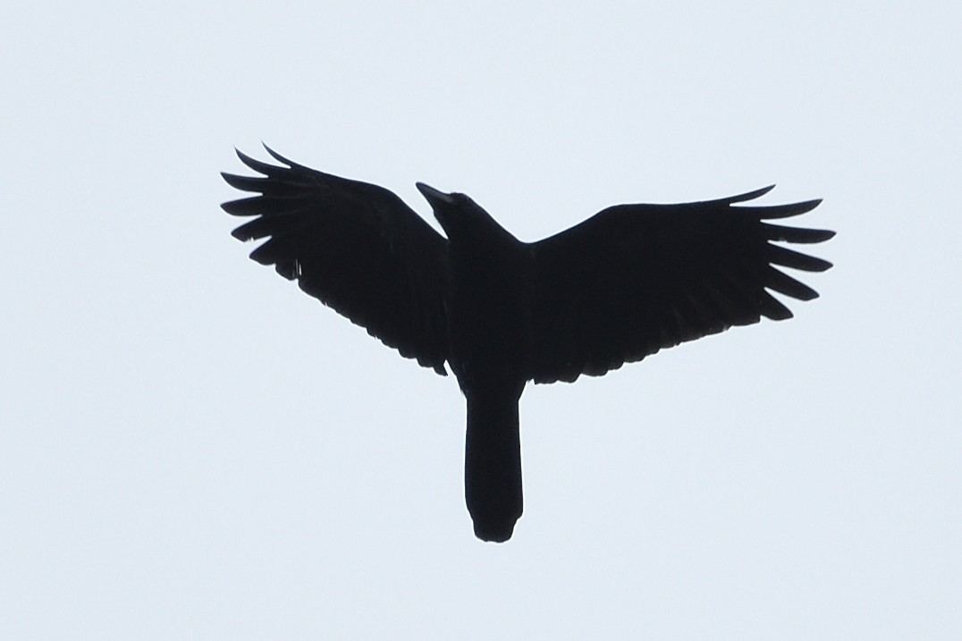 Large-billed Crow - ML644689008