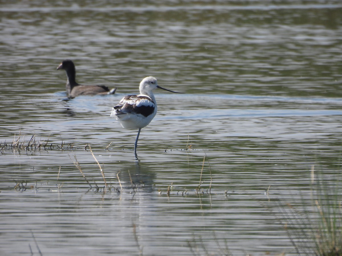 American Avocet - ML644689009