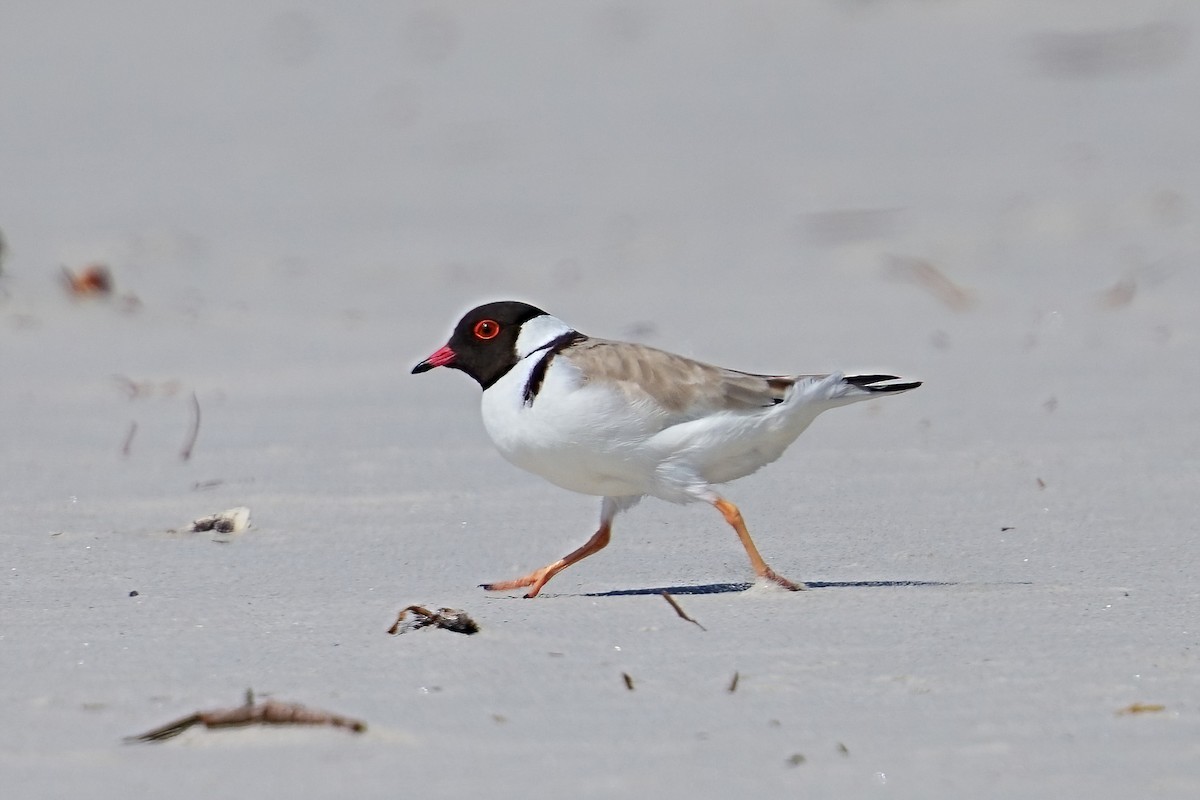 Hooded Plover - ML644689010