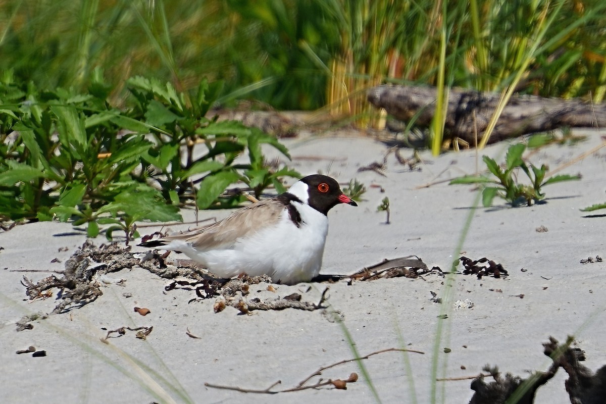 Hooded Plover - ML644689011