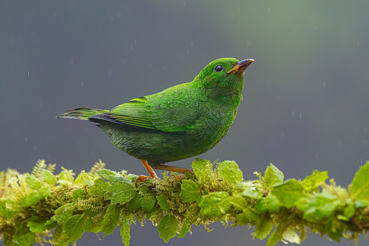 Glistening-green Tanager - ML644689012