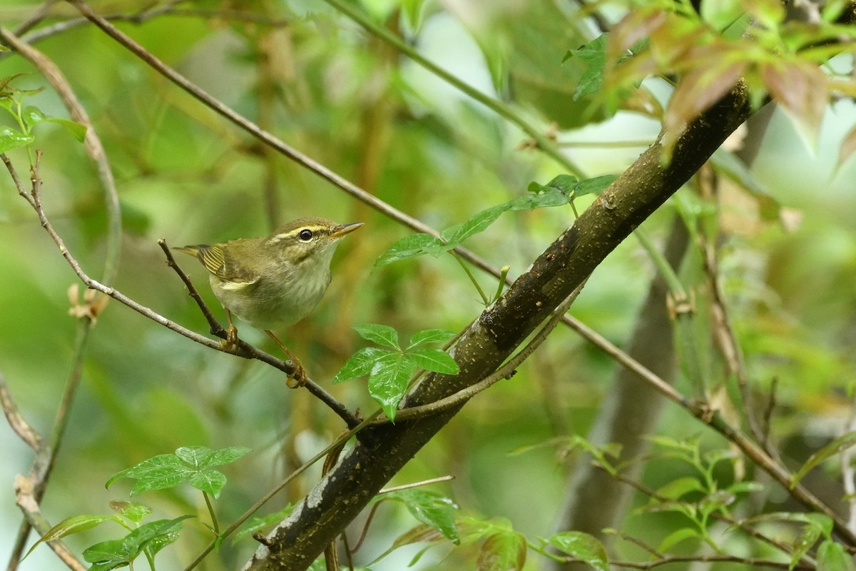 Arctic Warbler - ML644689013