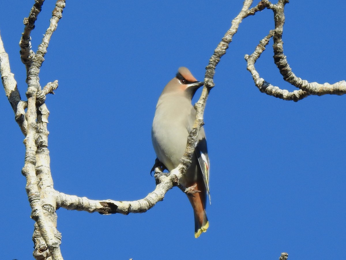 Bohemian Waxwing - ML644689014