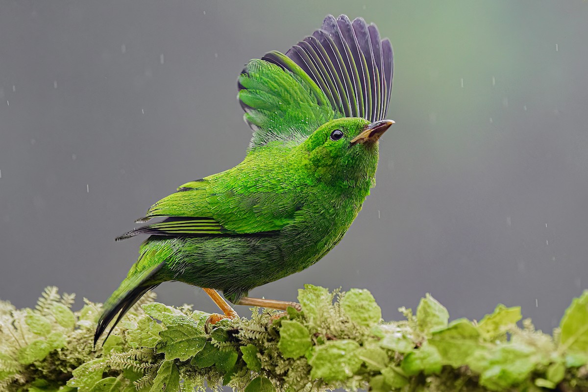 Glistening-green Tanager - ML644689015