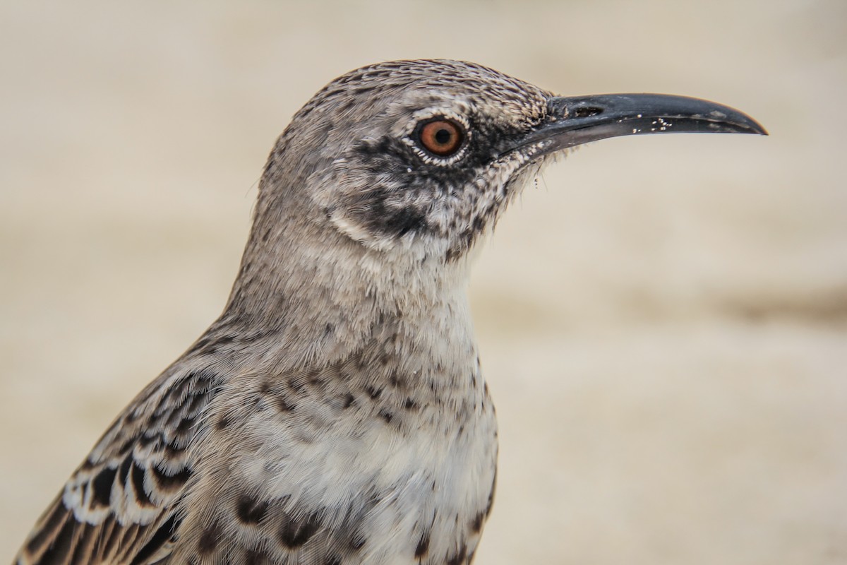 Española Mockingbird - ML644689016