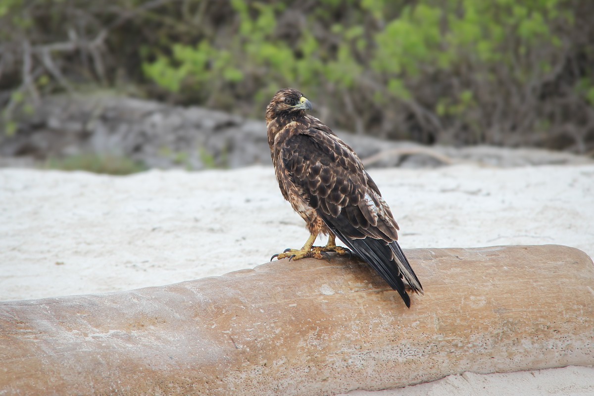 Galapagos Hawk - ML644689017