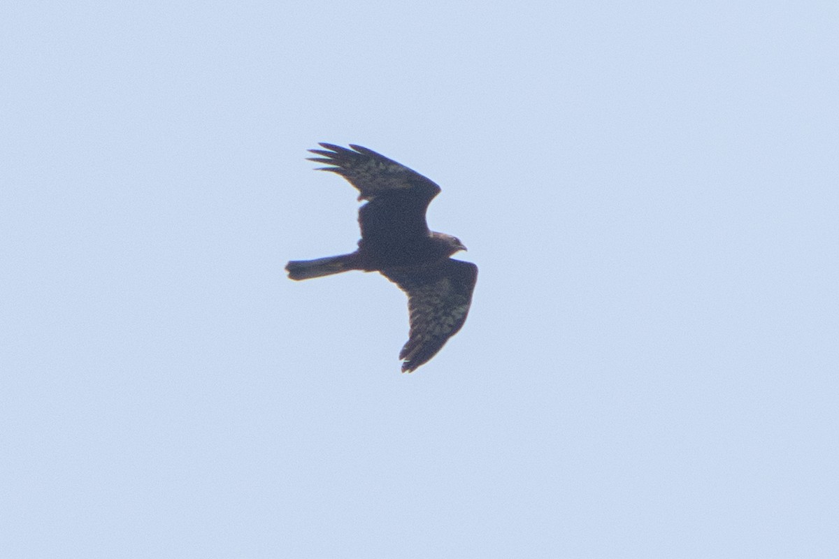 Pied Harrier - ML644689023