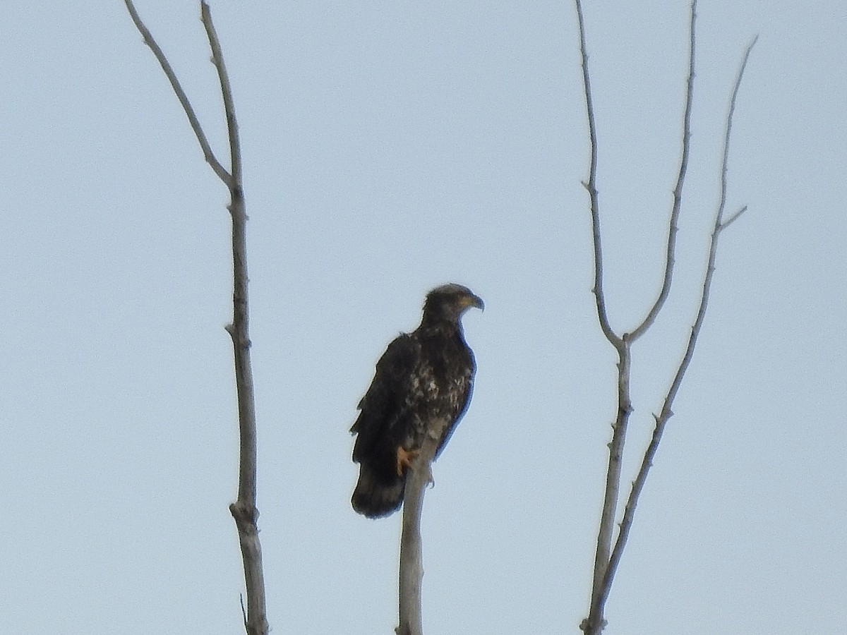 Bald Eagle - ML644689027