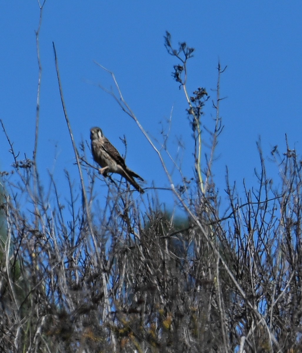 American Kestrel - ML644689028
