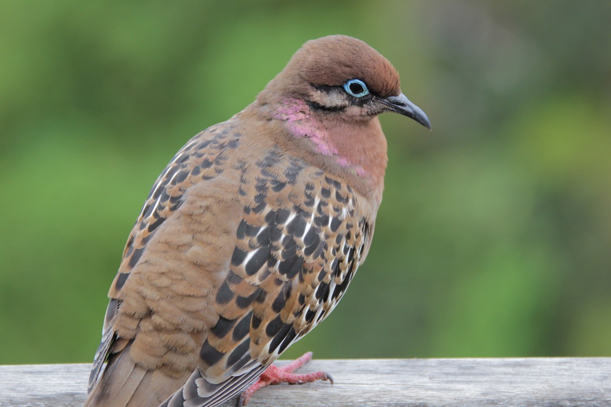 Galapagos Dove - ML644689029