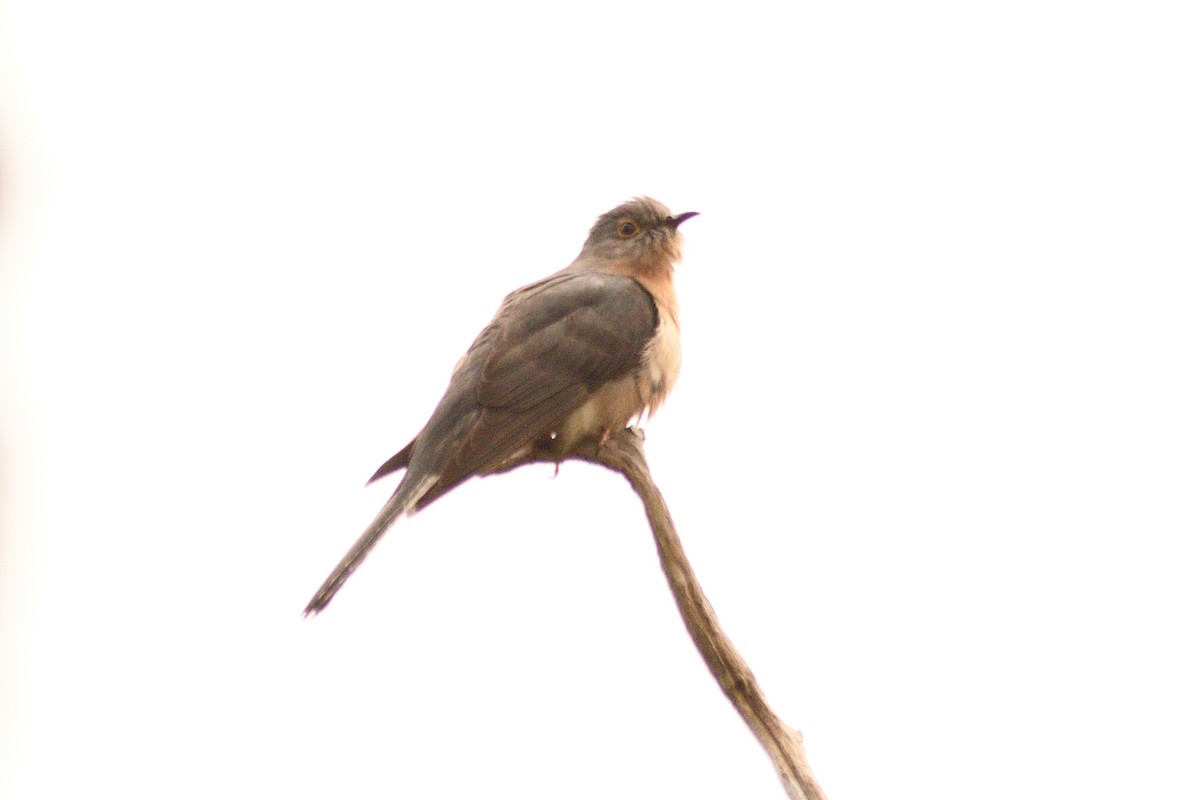 Fan-tailed Cuckoo - ML644689030