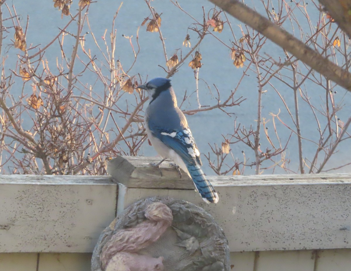 Blue Jay - ML644689031