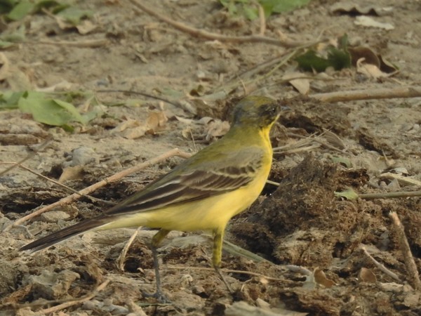 Western Yellow Wagtail - ML644689032