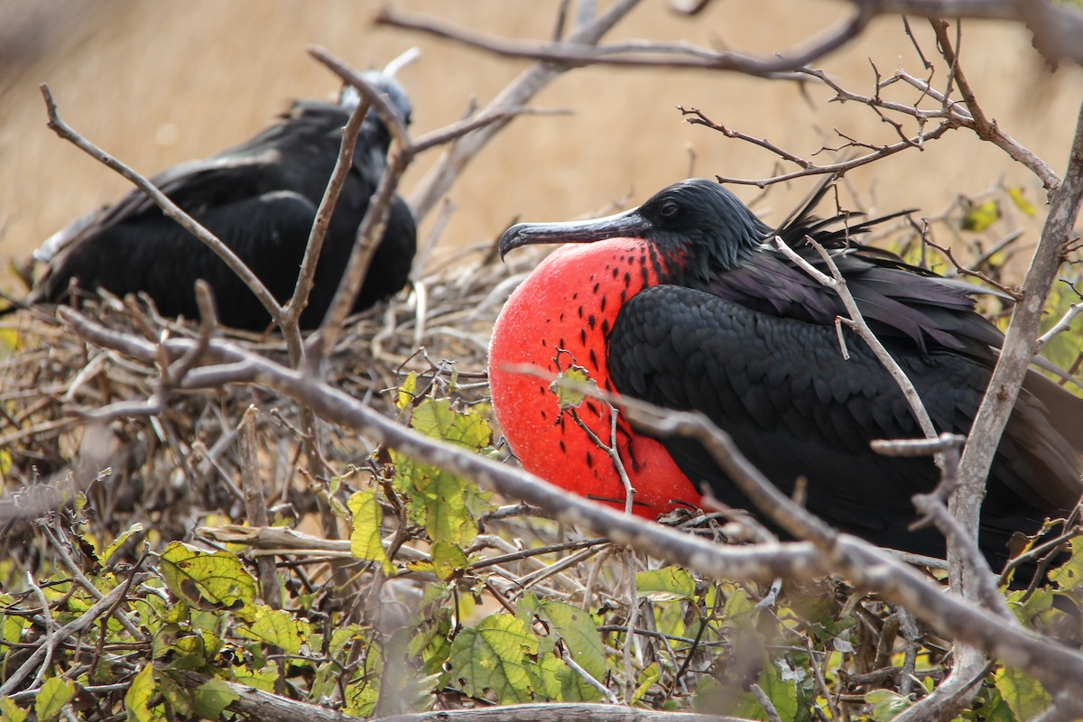 fregatka vznešená - ML644689033