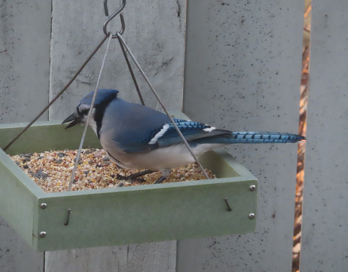 Blue Jay - ML644689034