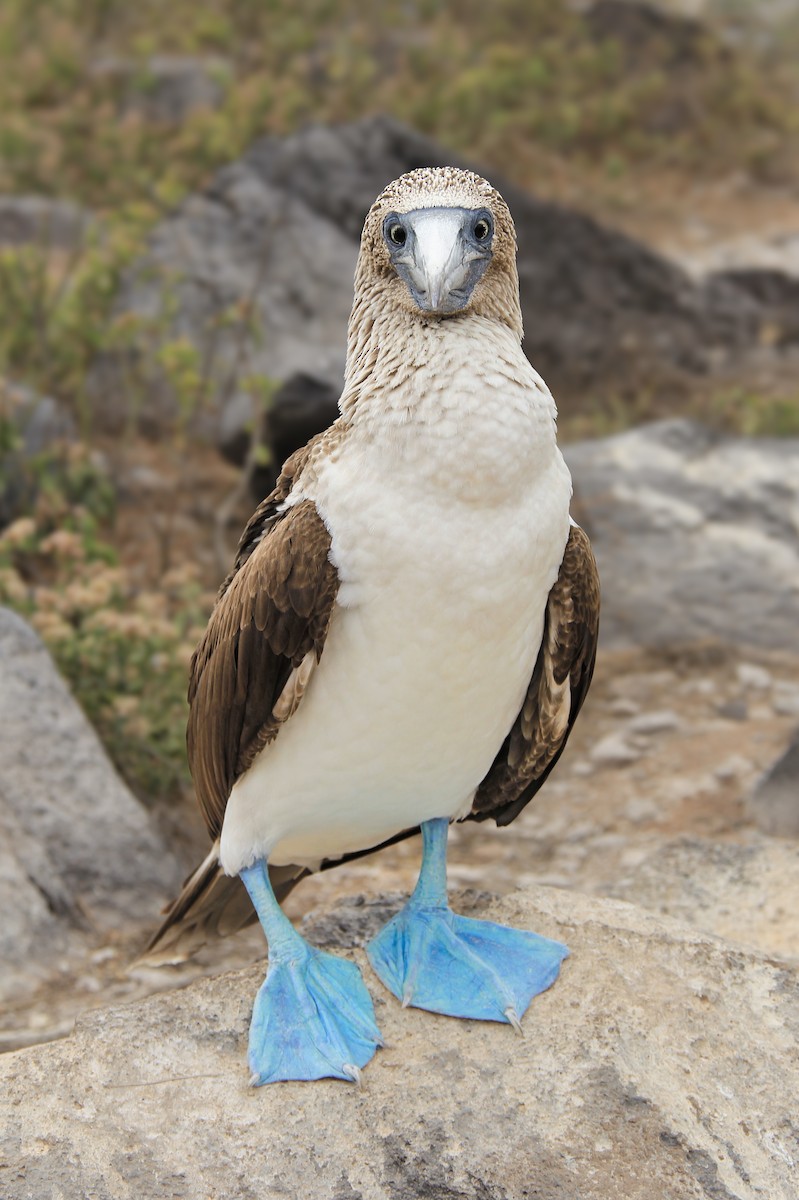 terej modronohý - ML644689035