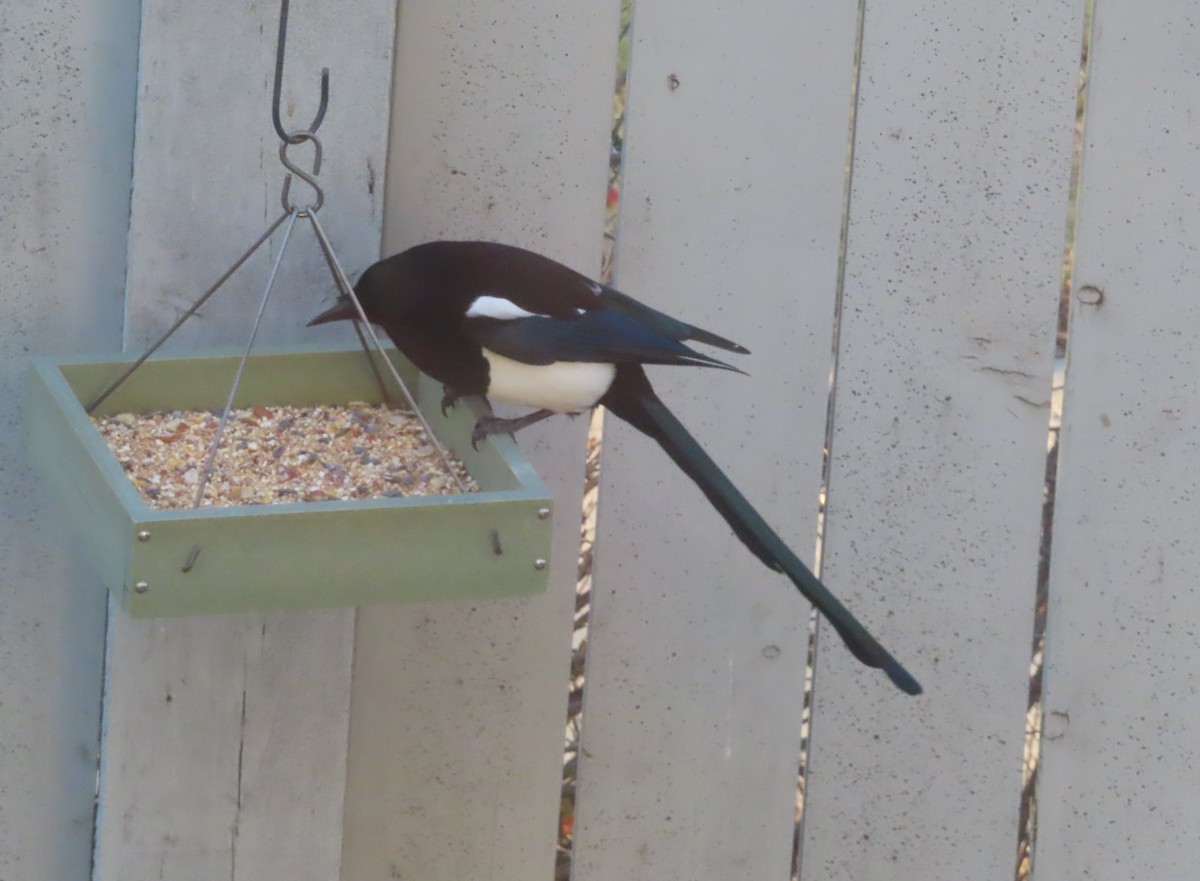 Black-billed Magpie - ML644689038