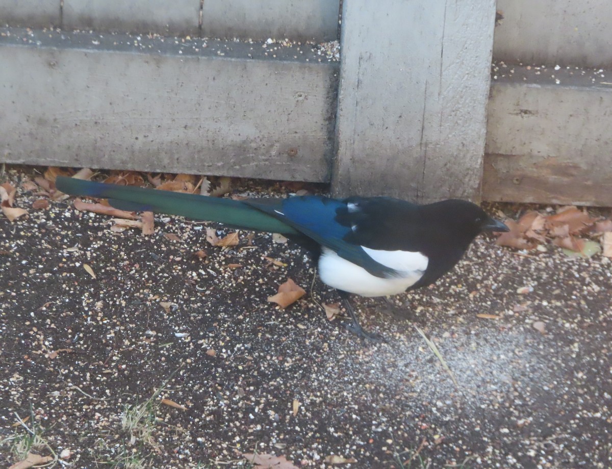 Black-billed Magpie - ML644689039