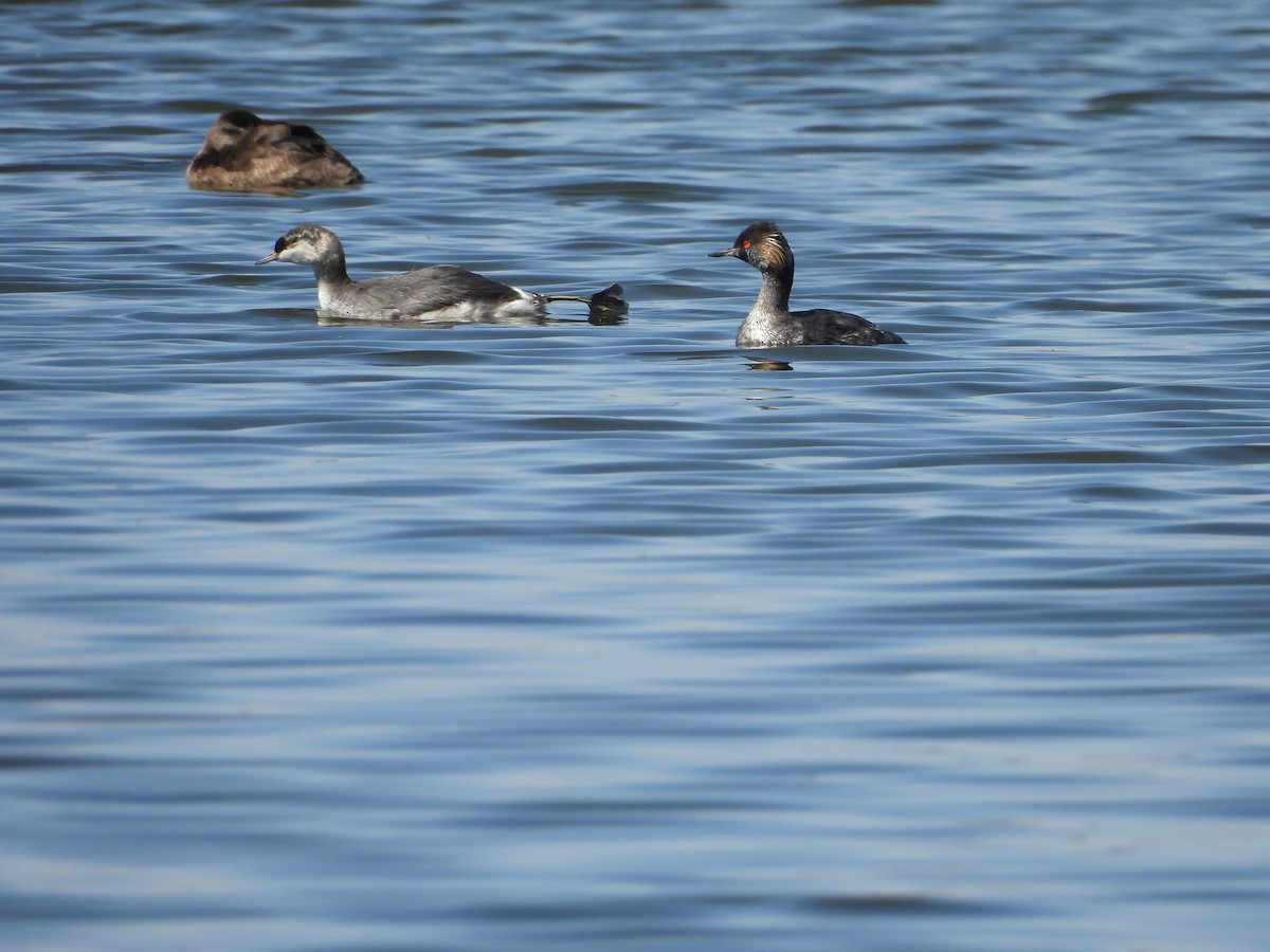 Eared Grebe - ML644689042