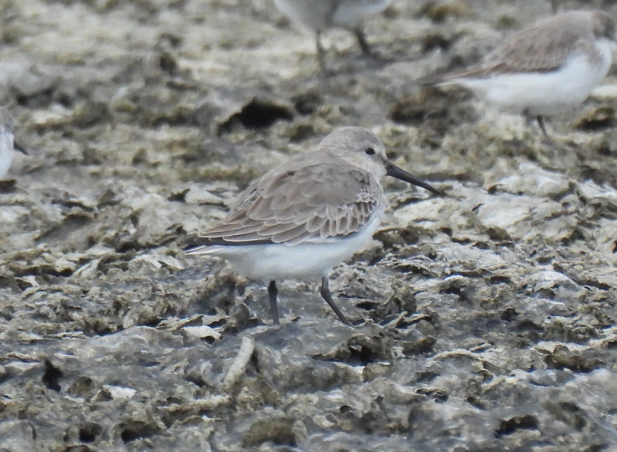 Dunlin - ML644689043
