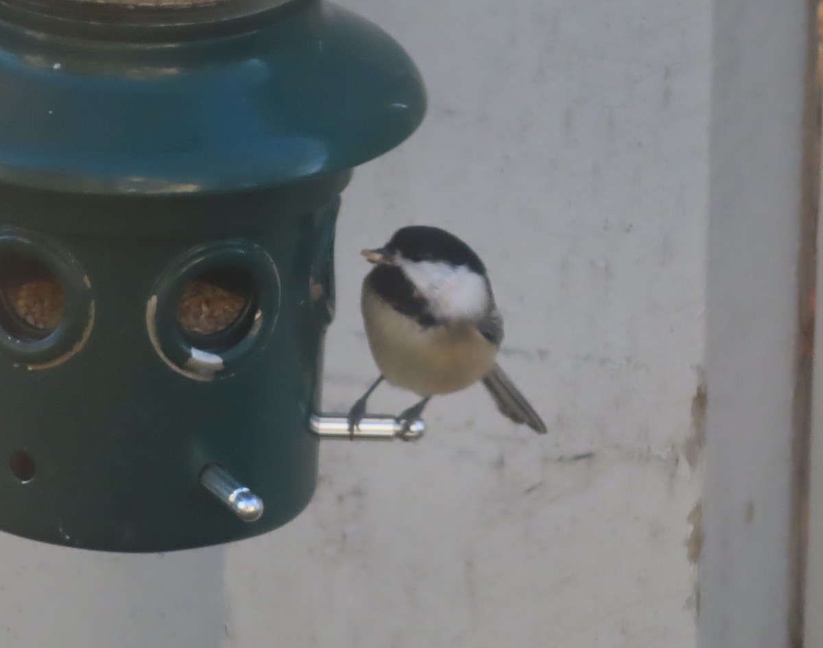 Black-capped Chickadee - ML644689044