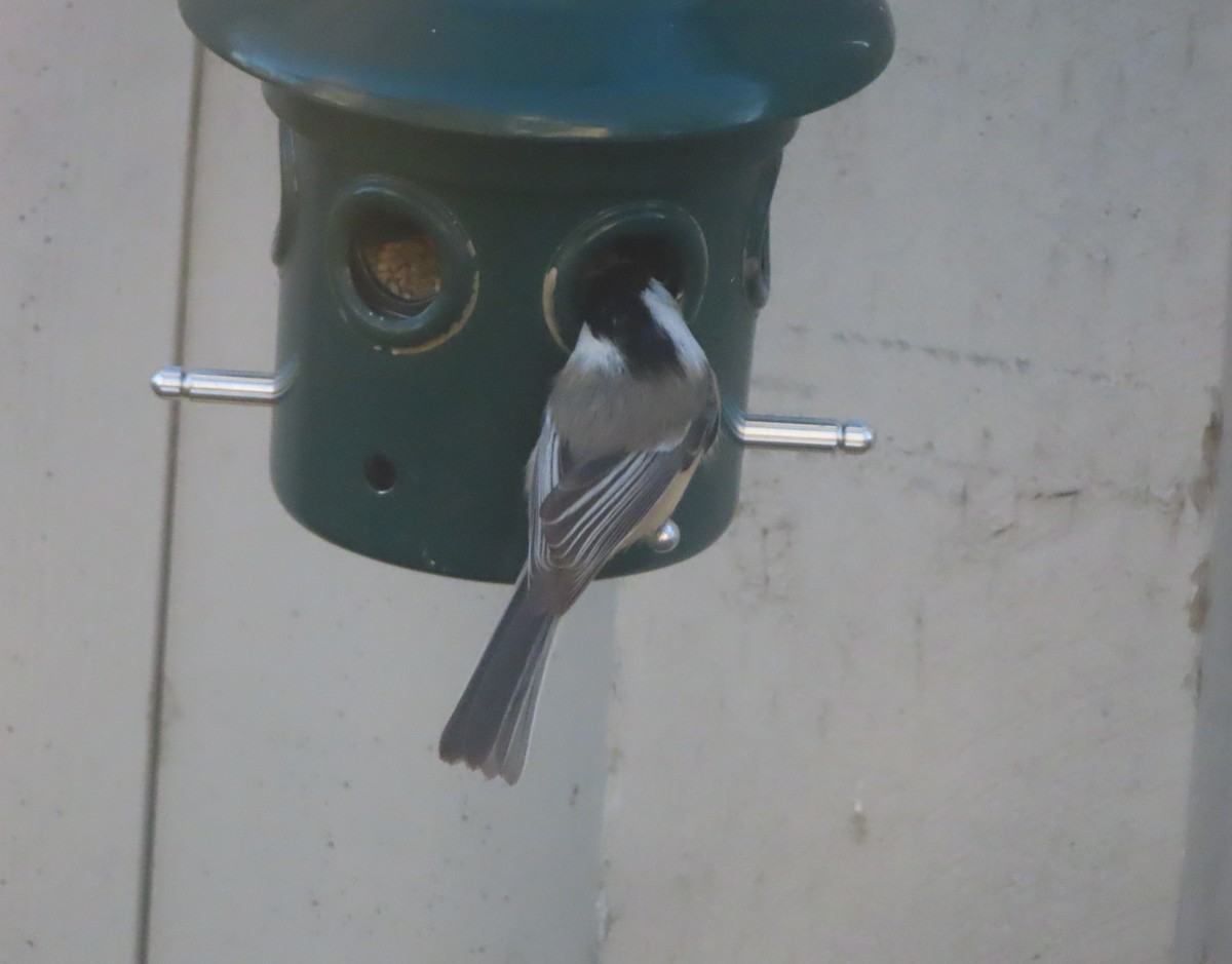 Black-capped Chickadee - ML644689046