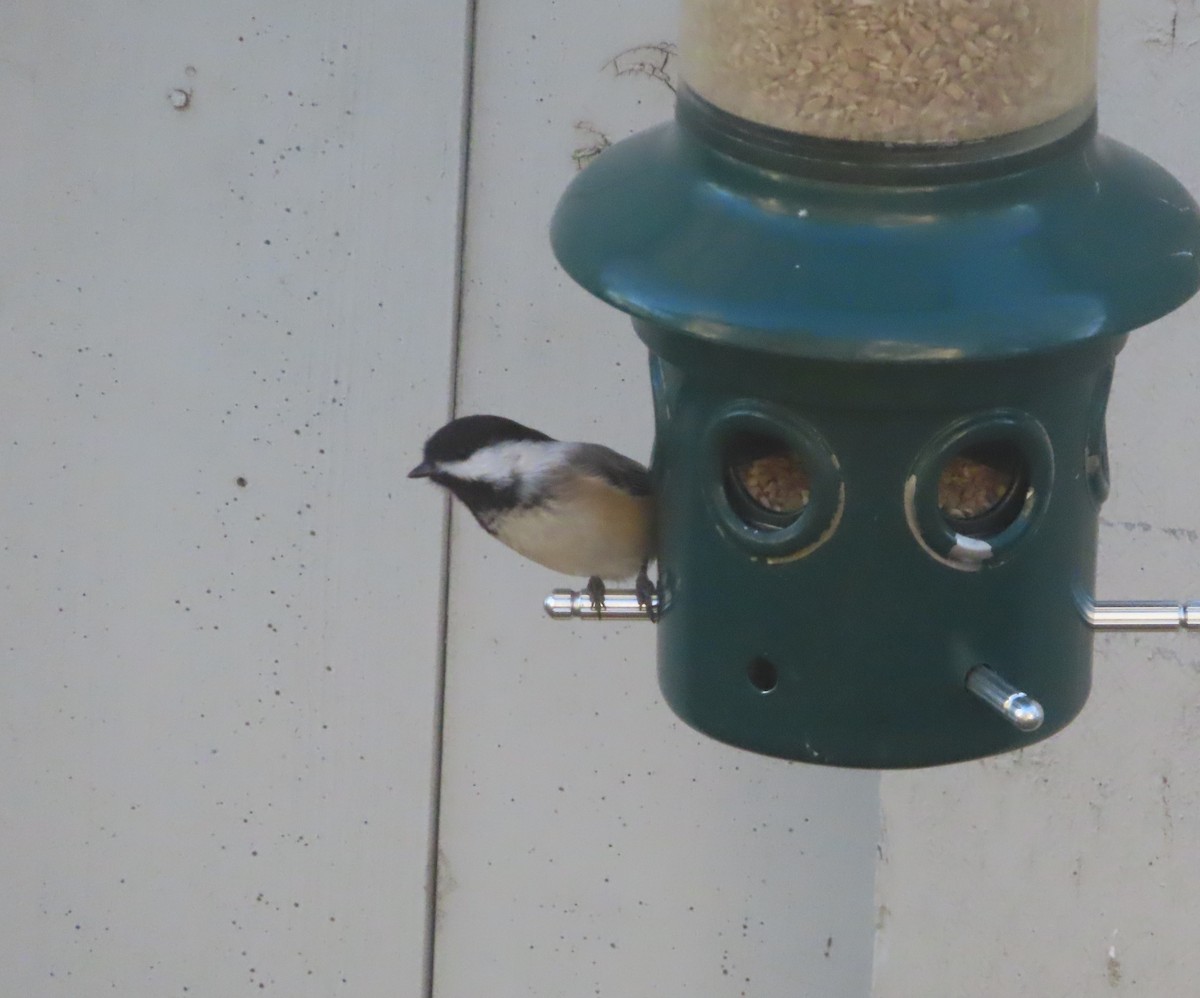 Black-capped Chickadee - ML644689047