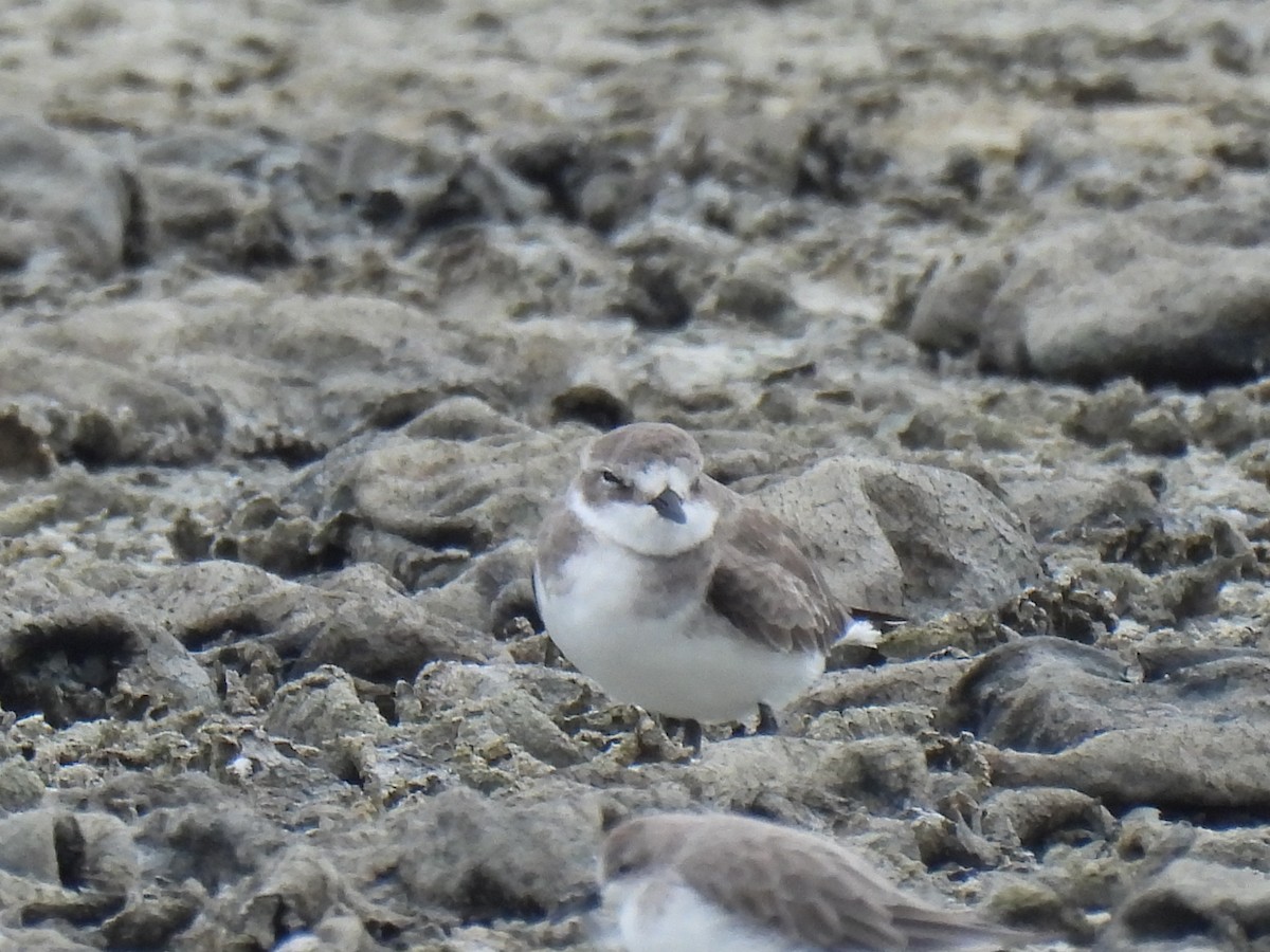 Tibetan Sand-Plover - ML644689049