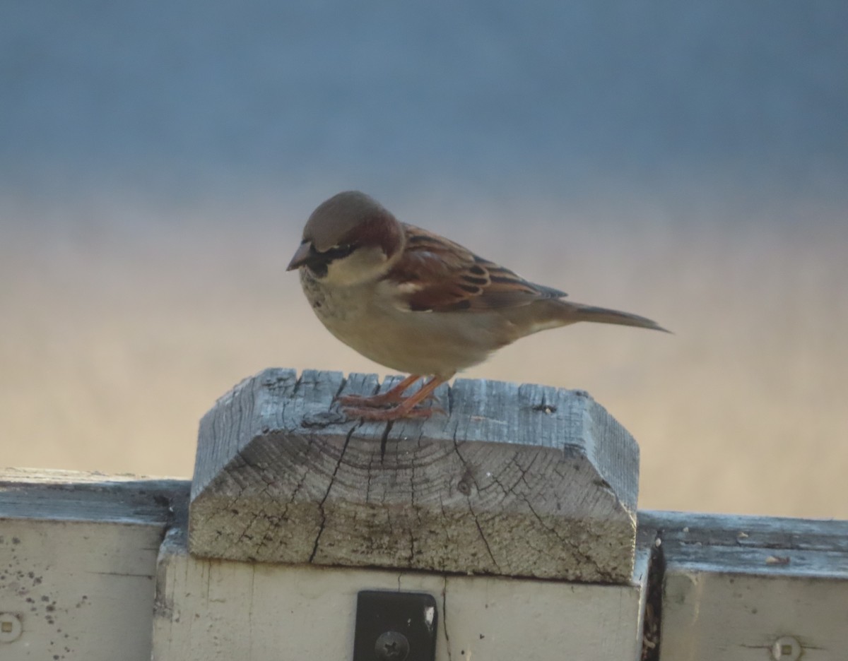 House Sparrow - ML644689050
