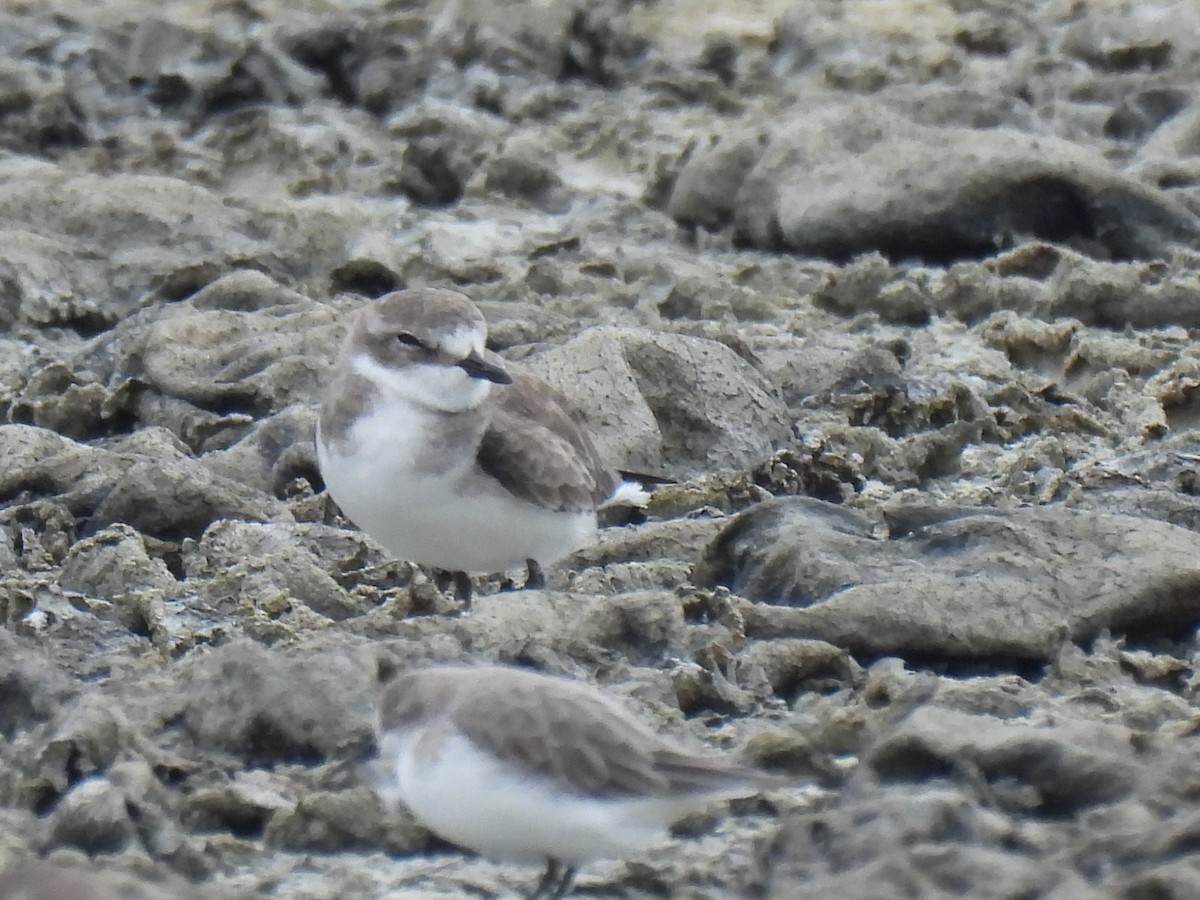 Tibetan Sand-Plover - ML644689051