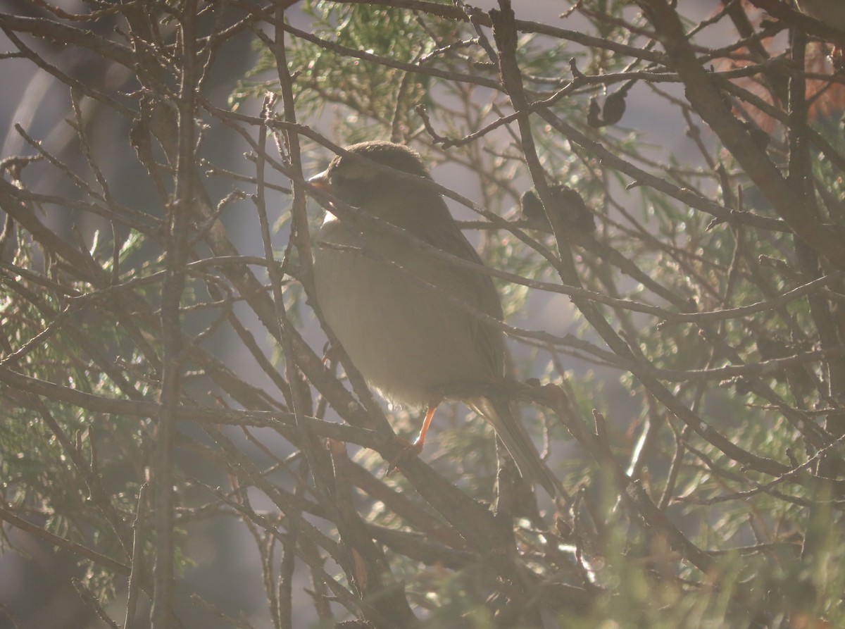 House Sparrow - ML644689053