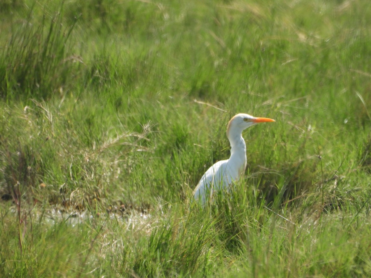 Western Cattle-Egret - ML644689055