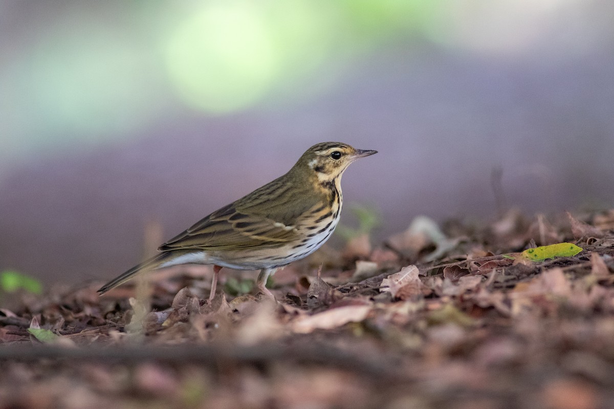 Olive-backed Pipit - ML644689056