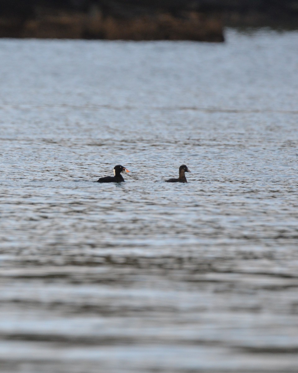 Surf Scoter - ML644689057