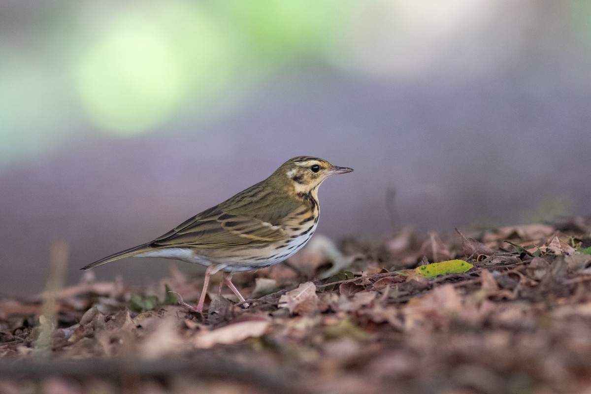 Olive-backed Pipit - ML644689058