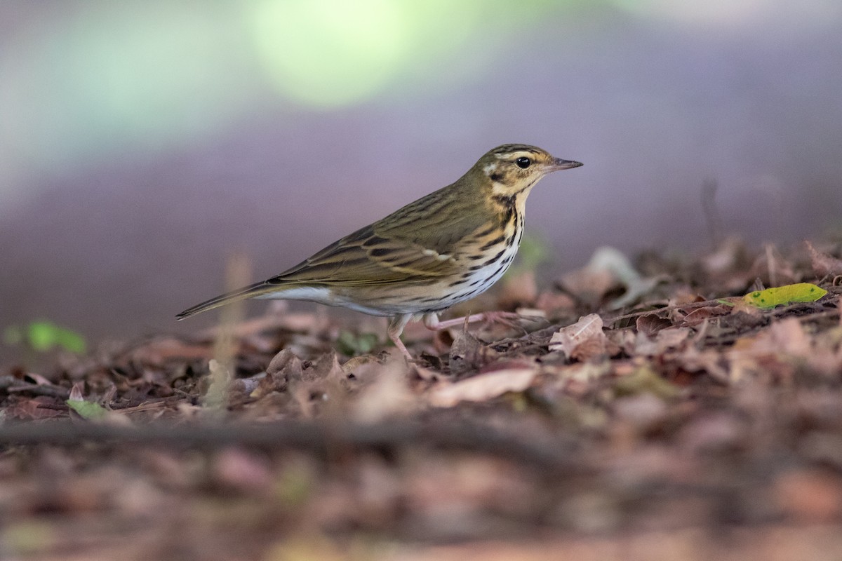 Olive-backed Pipit - ML644689059