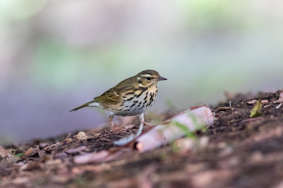 Olive-backed Pipit - ML644689060