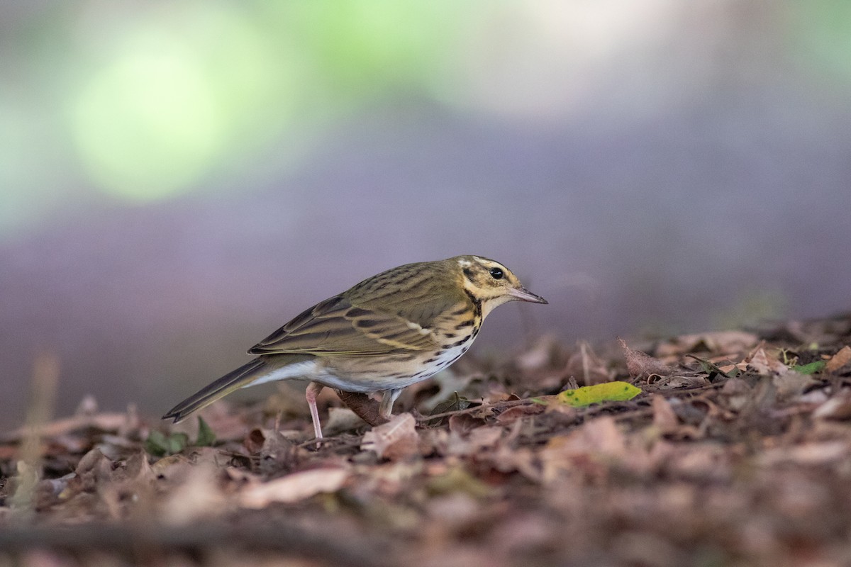 Olive-backed Pipit - ML644689061