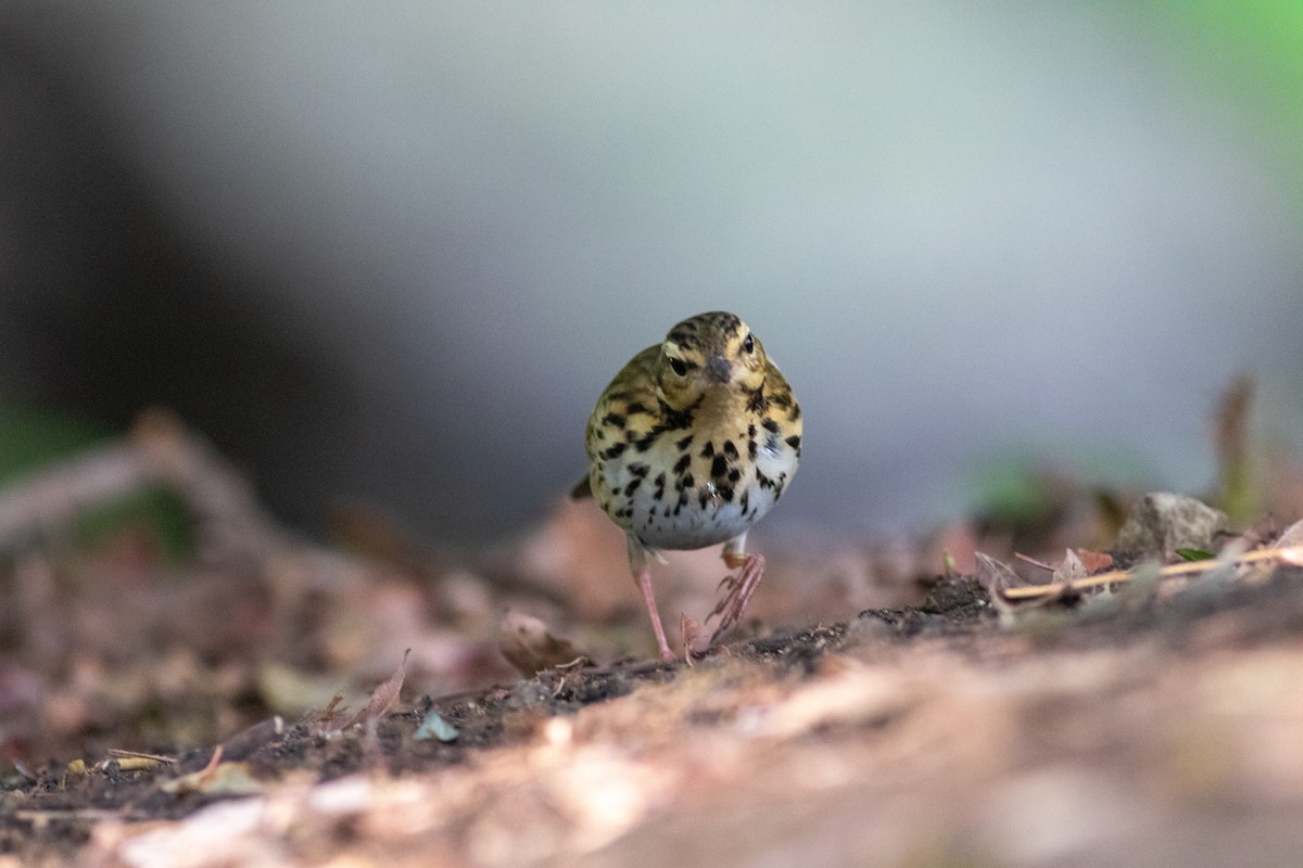Olive-backed Pipit - ML644689063