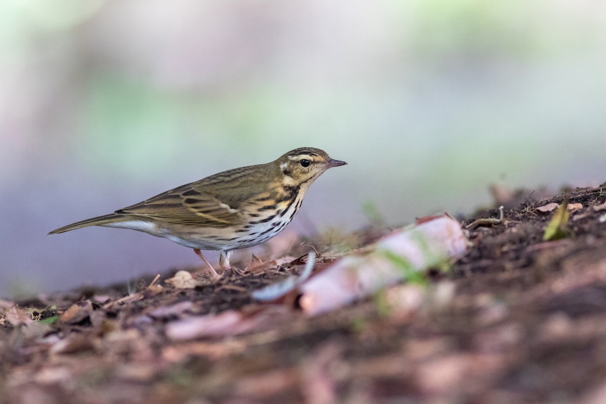 Olive-backed Pipit - ML644689064