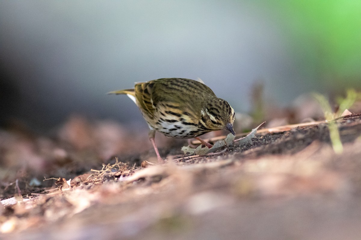 Olive-backed Pipit - ML644689065
