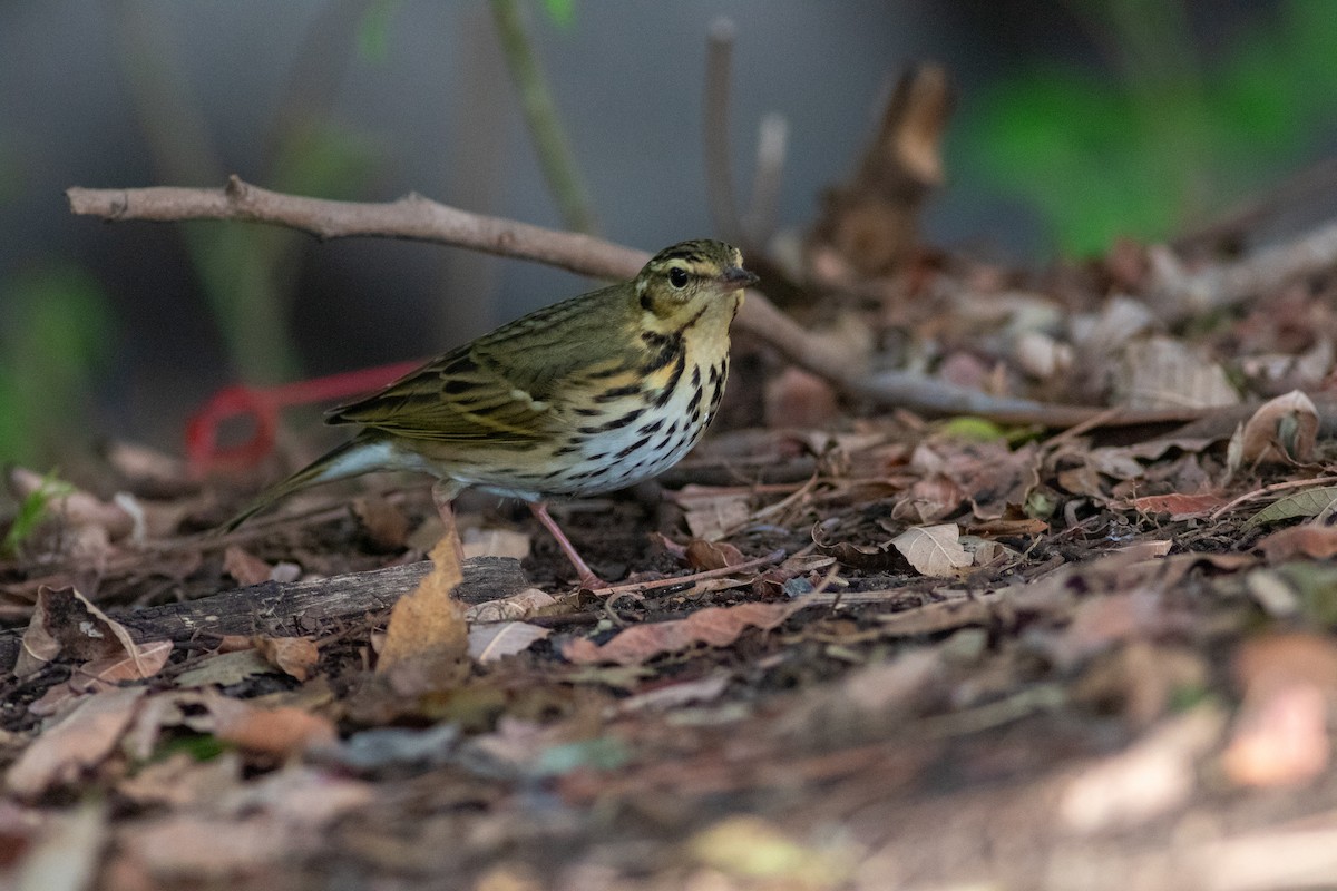 Olive-backed Pipit - ML644689066