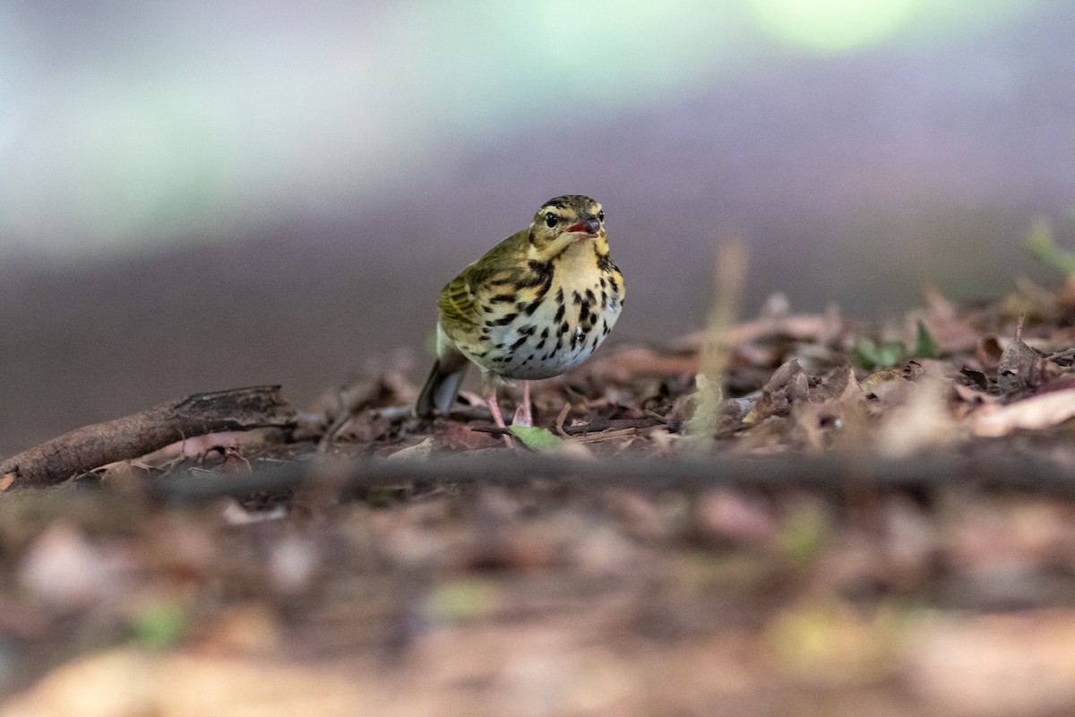 Olive-backed Pipit - ML644689067