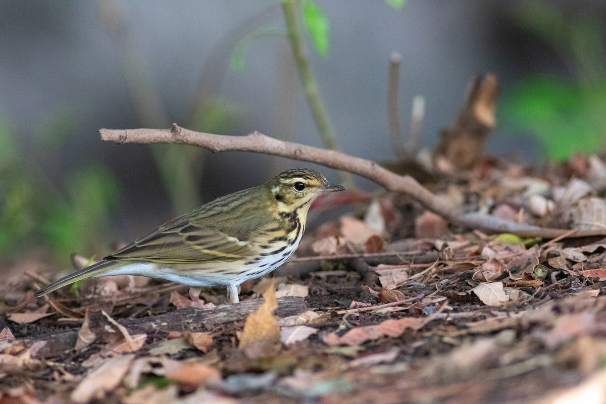 Olive-backed Pipit - ML644689068