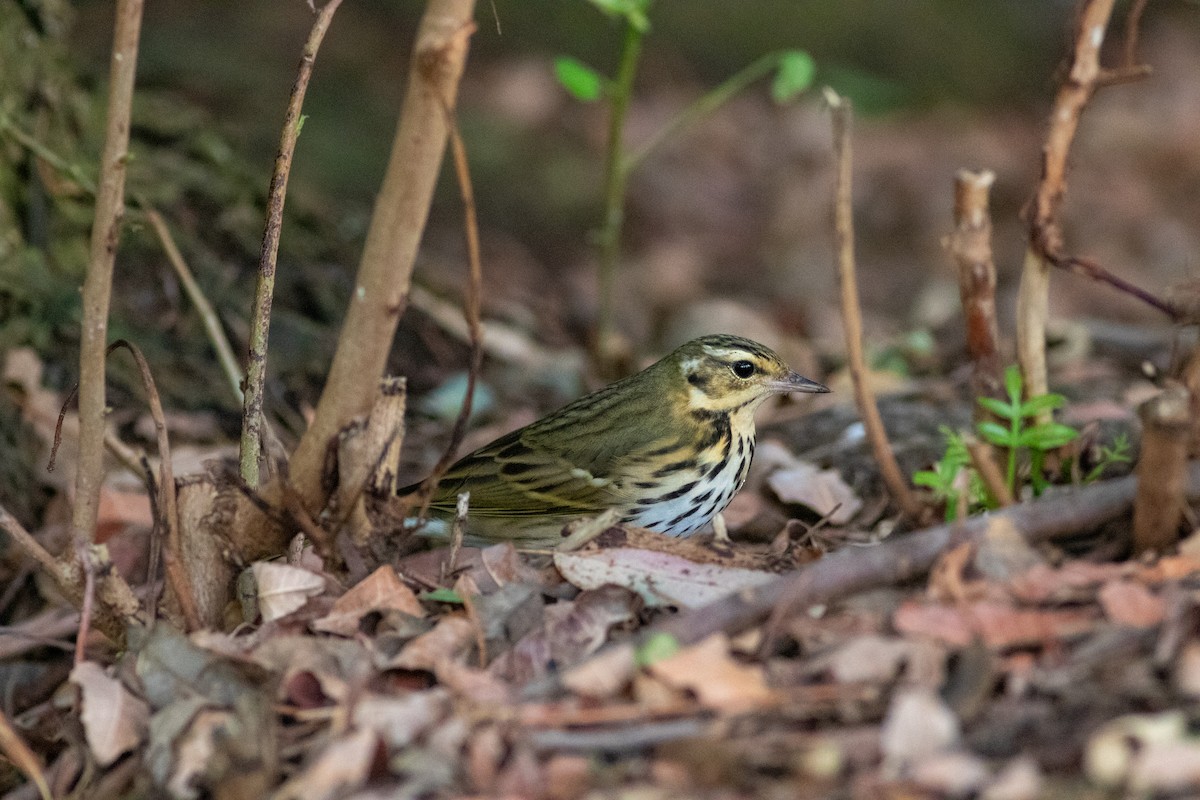 Olive-backed Pipit - ML644689069