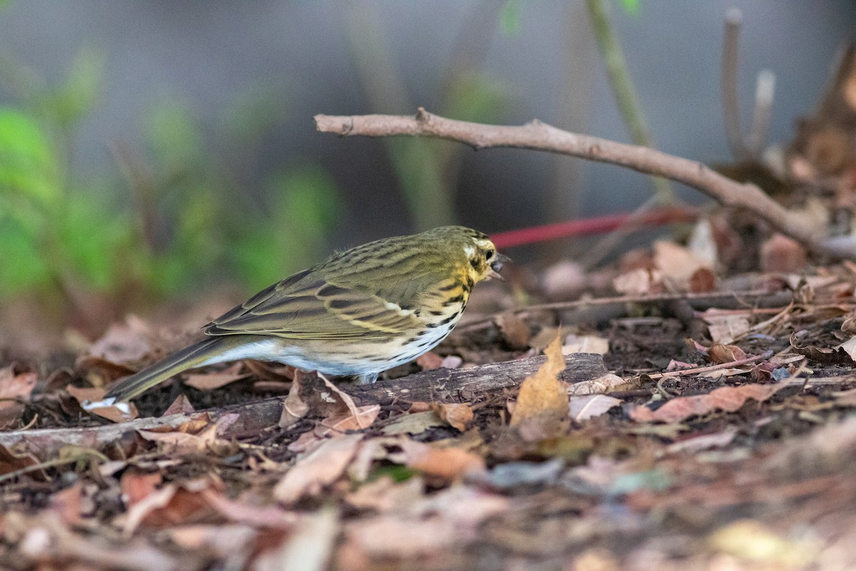 Olive-backed Pipit - ML644689070