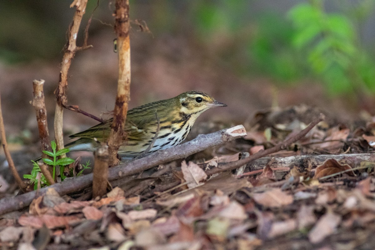 Olive-backed Pipit - ML644689071